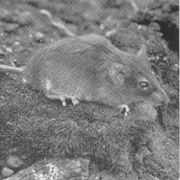 Mount Kahuzi Climbing Mouse