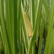 Sweet Flag (Acorus Calamus)