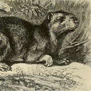 Pacific Degu