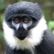 Dryas Monkey