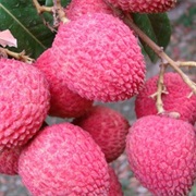 Lychees