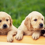 Golden Lab Puppies