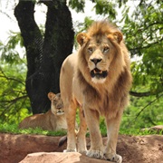 Lions - Disney Animals