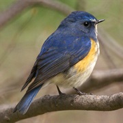 Red-Flanked Bluetail