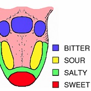 Only Specific Parts of the Tongue Can Taste Certain Flavors