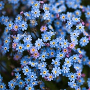 Forget Me Not