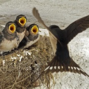 Watch a Bird&#39;s Nest