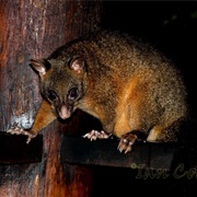 Coppery Brushtail Possum