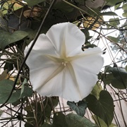 Moonflower