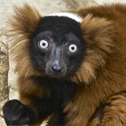 Red Ruffed Lemur