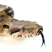 Boa Constrictor Snake