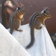 Yellow-Cheeked Chipmunk