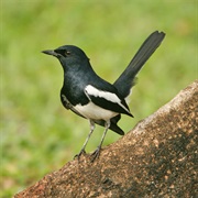 Oriental Magpie-Robin (Bangladesh)