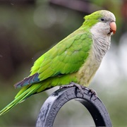 Monk Parakeet