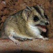 Stripe-Faced Dunnart