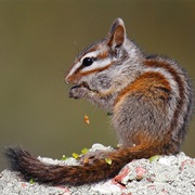 Merriam&#39;s Chipmunk