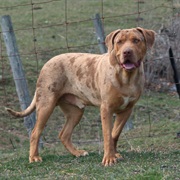 Catahoula Bulldog