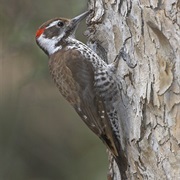 Arizona Woodpecker