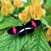 Red Banded Pereute