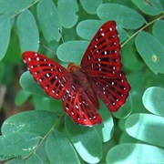 Punchinello Butterfly