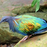 Nicobar Pigeon