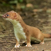 Stoat