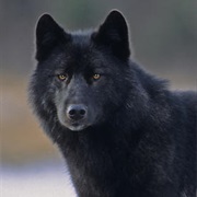 Black Wolf With Golden Eyes