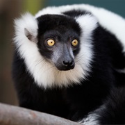 Black-And-White Ruffed Lemur