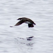 Craveri&#39;s Murrelet