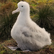 Tristan Albatross Chick