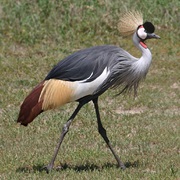 Gray Crowned Crane (Uganda)