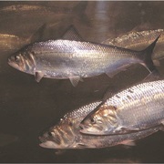 American Shad