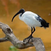 Ibis