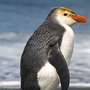 Royal Penguin