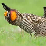 Attwater&#39;s Prairie Chicken