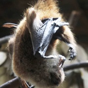 Gloomy Tube-Nosed Bat