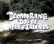 Boomerang, Dog of Many Talents