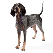 Bluetick Coonhound