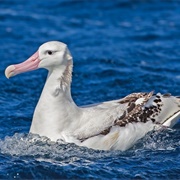 A Tristan Albatross on the Water