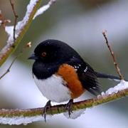 Spotted Towhee