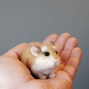 Roborovski Hamster