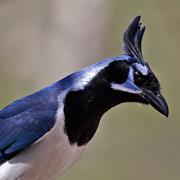 Black-Throated Magpie-Jay