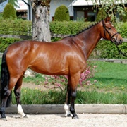 French Saddlebred