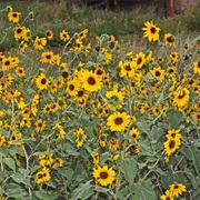 Wild Sunflower