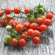 Currant Tomato (Solanum Pimpinellifolium)