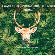 I Want to Be Spontaneous Like a Wild Animal.