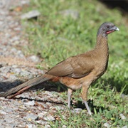 Rufous-Vented Chachalaca (Trinidad &amp; Tobago)