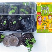 Tickleme Plant Grow Kit