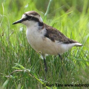 Saint Helena Plover (St. Helena)