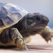 Tortoise